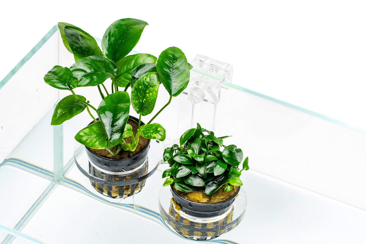 Ultum Nature Systems Hydro Pot Holder view 2