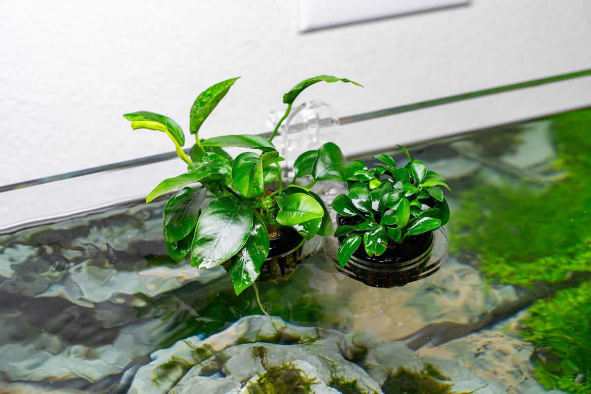 Ultum Nature Systems Hydro Pot Holder view 3