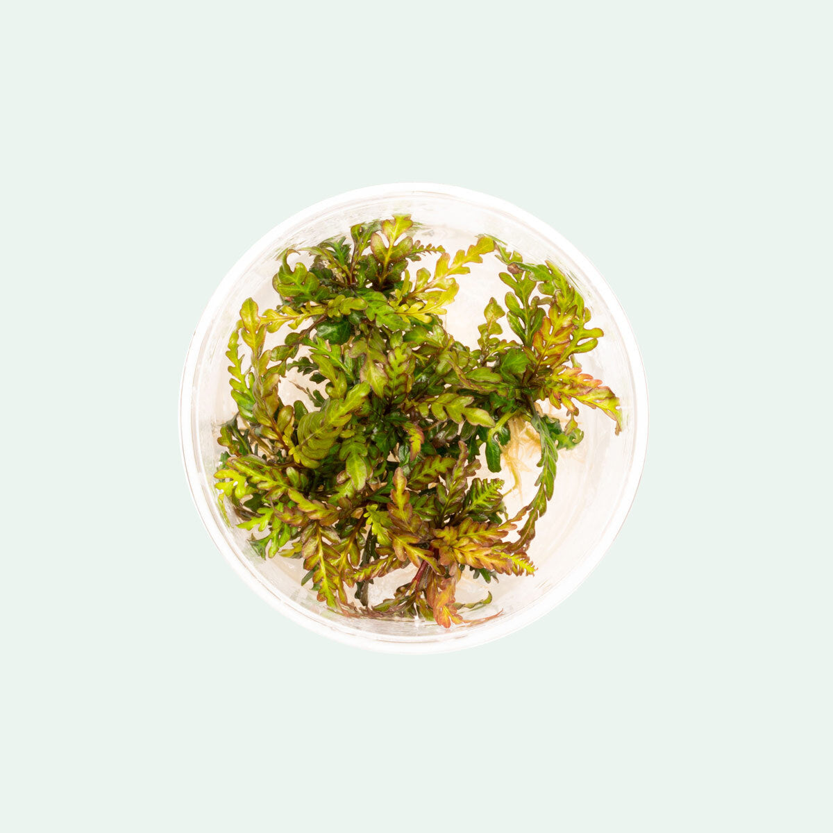 Hygrophila Pinnatifida Tissue Culture view 2
