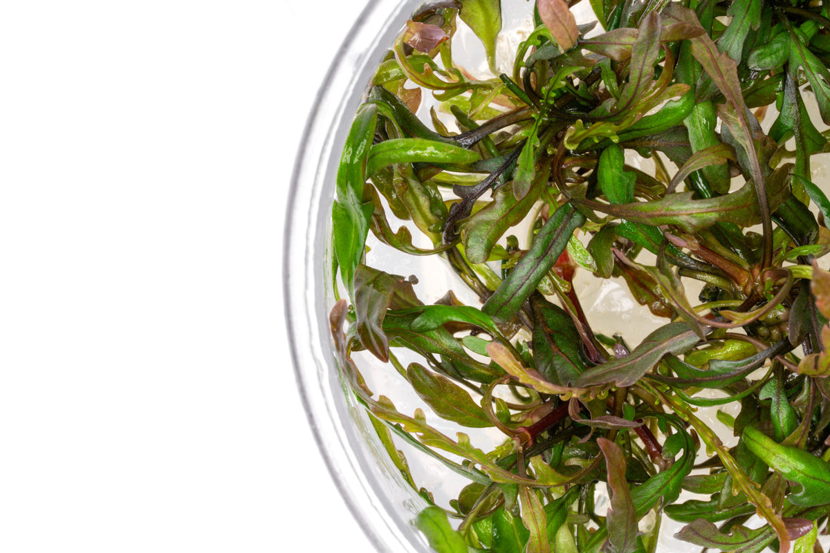 Hygrophila Pinnatifida Tissue Culture view 3
