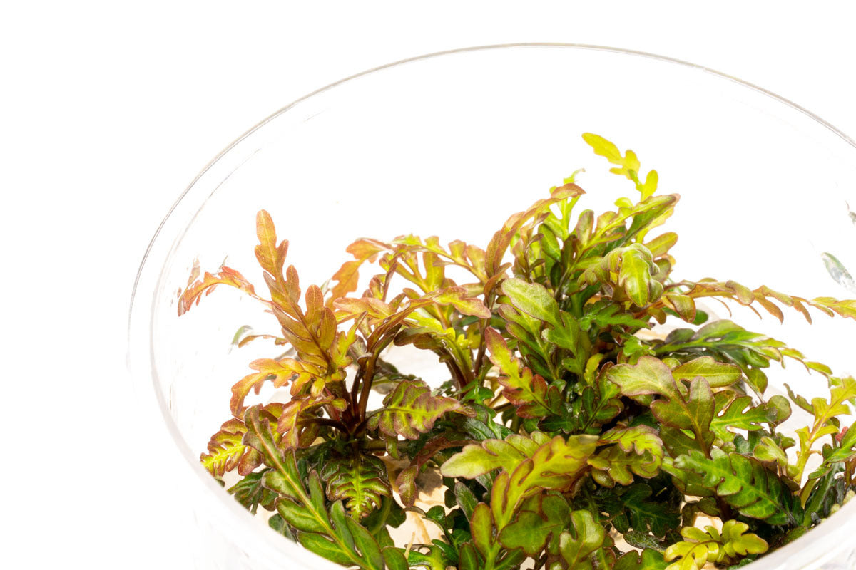 Hygrophila Pinnatifida Tissue Culture view 4
