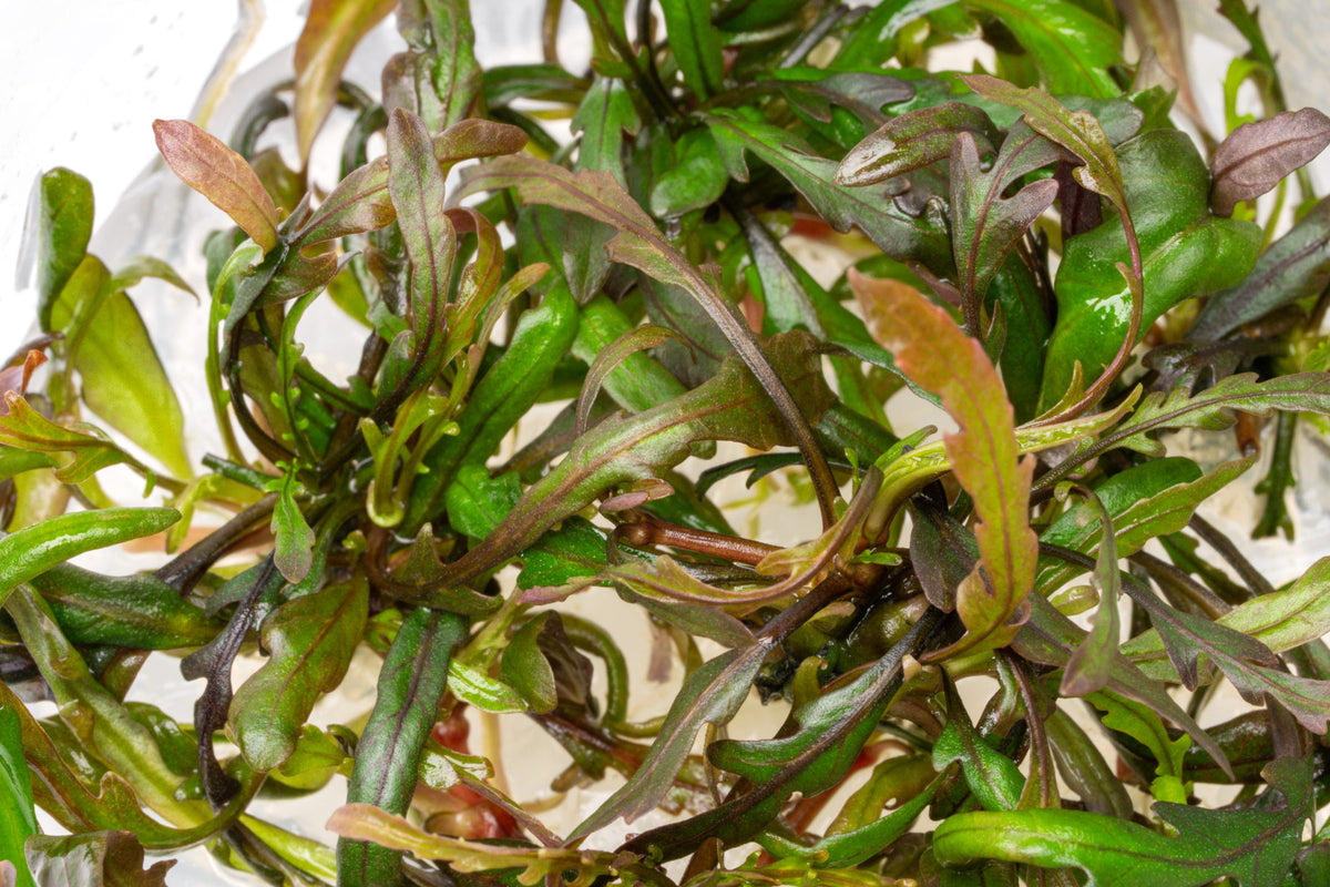 Hygrophila Pinnatifida Tissue Culture view 5