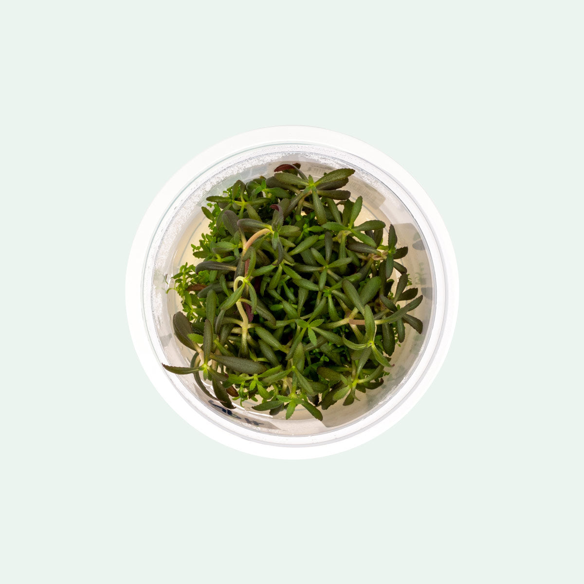 Limnophila Aromatica Tissue Culture