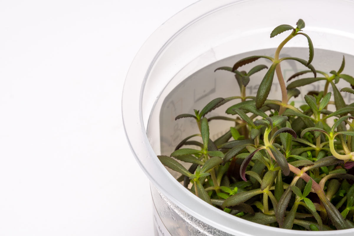 Limnophila Aromatica Tissue Culture view 2
