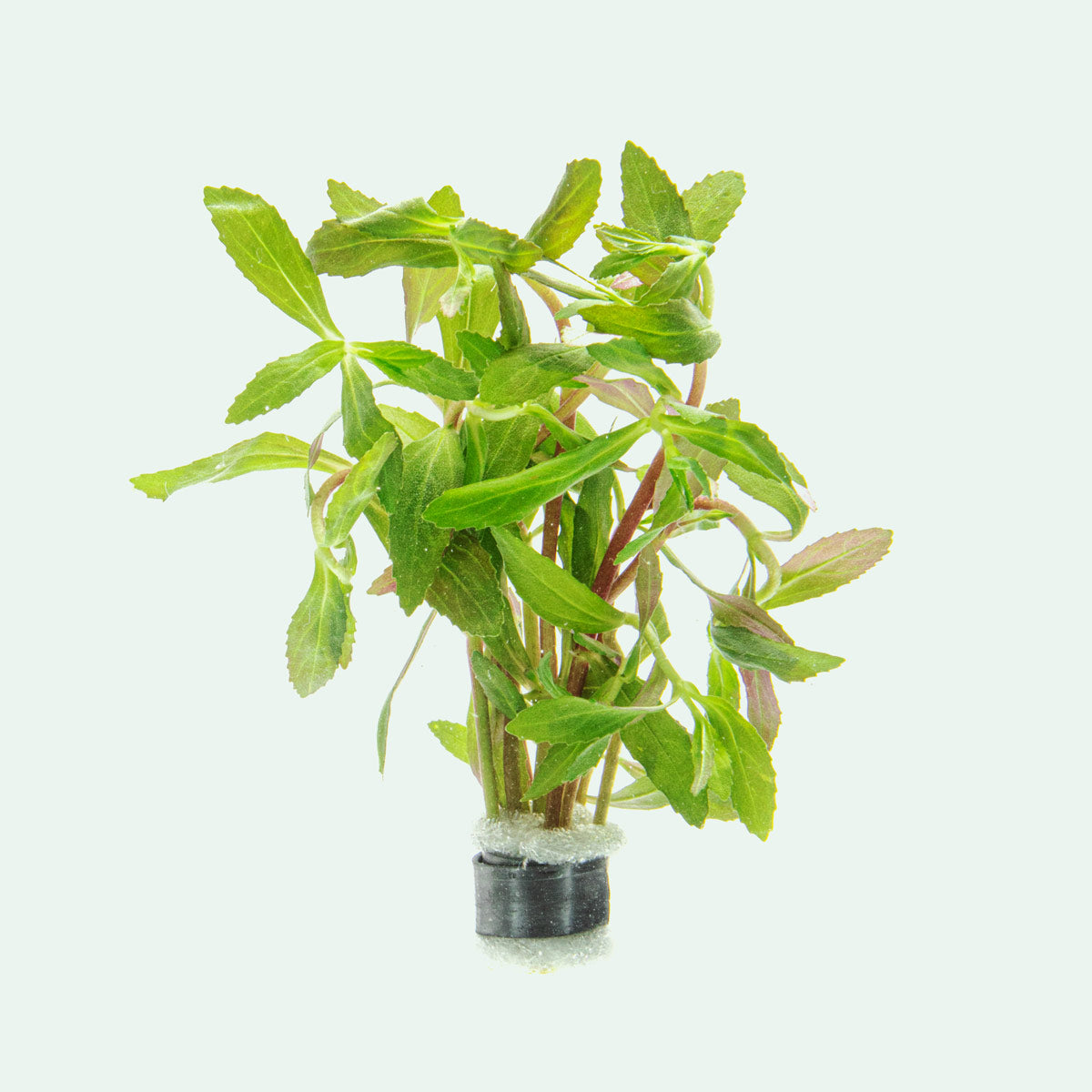 Limnophila Belem view 2