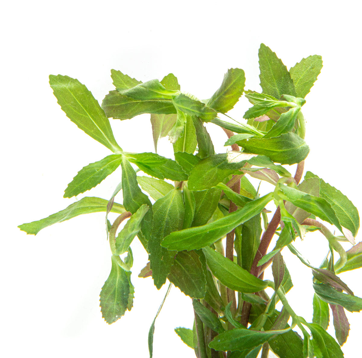 Limnophila Belem view 3