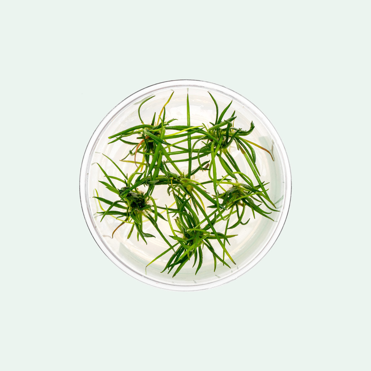 Littorella Uniflora
