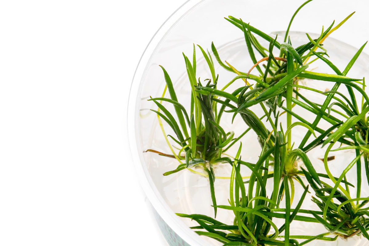 Littorella Uniflora view 2