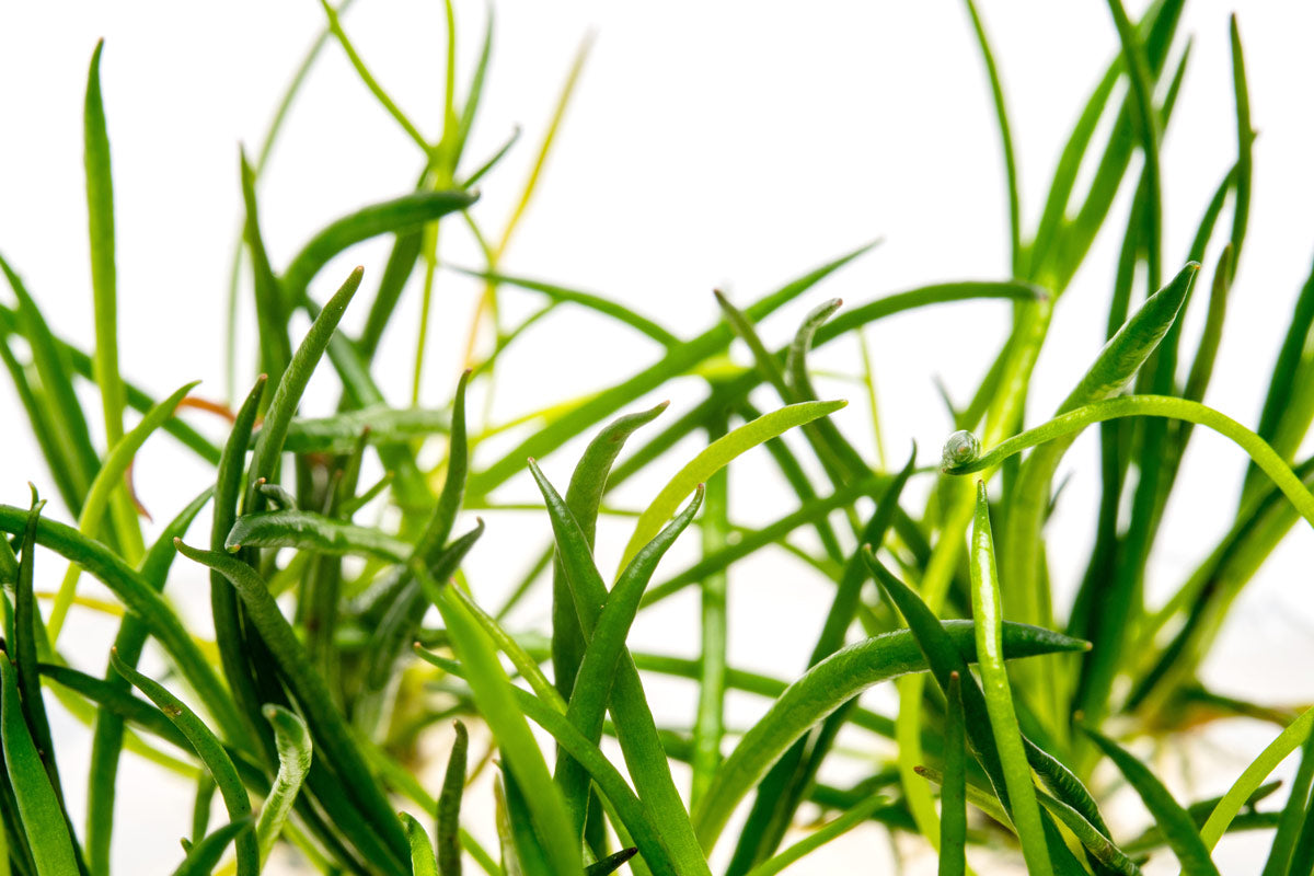 Littorella Uniflora view 3