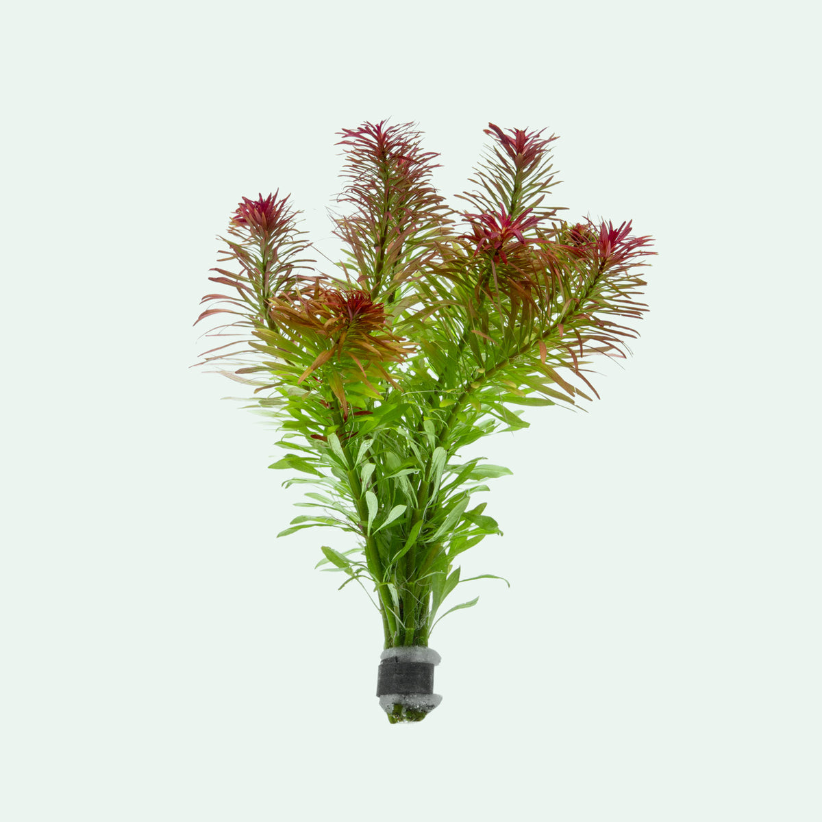 Ludwigia Inclinata 'Meta'