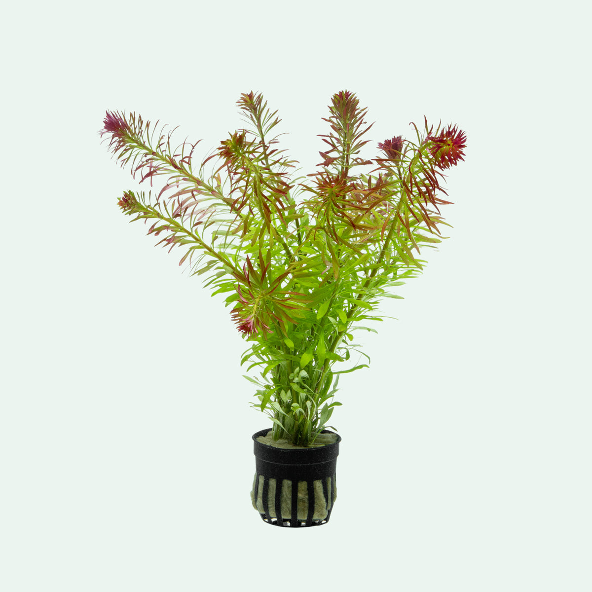 Ludwigia Inclinata 'Meta' view 2