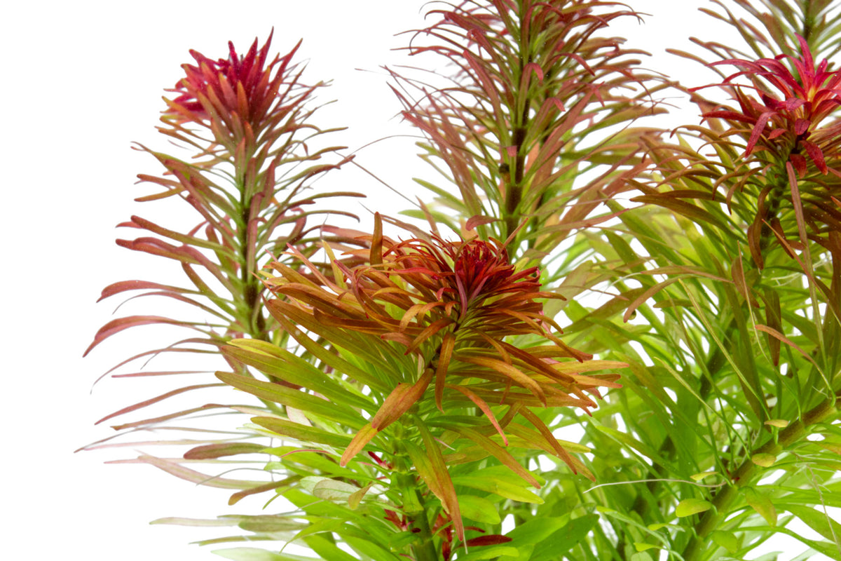 Ludwigia Inclinata 'Meta' view 3