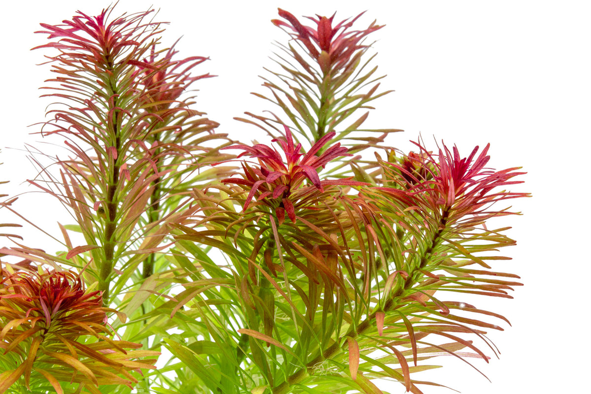 Ludwigia Inclinata 'Meta' view 4