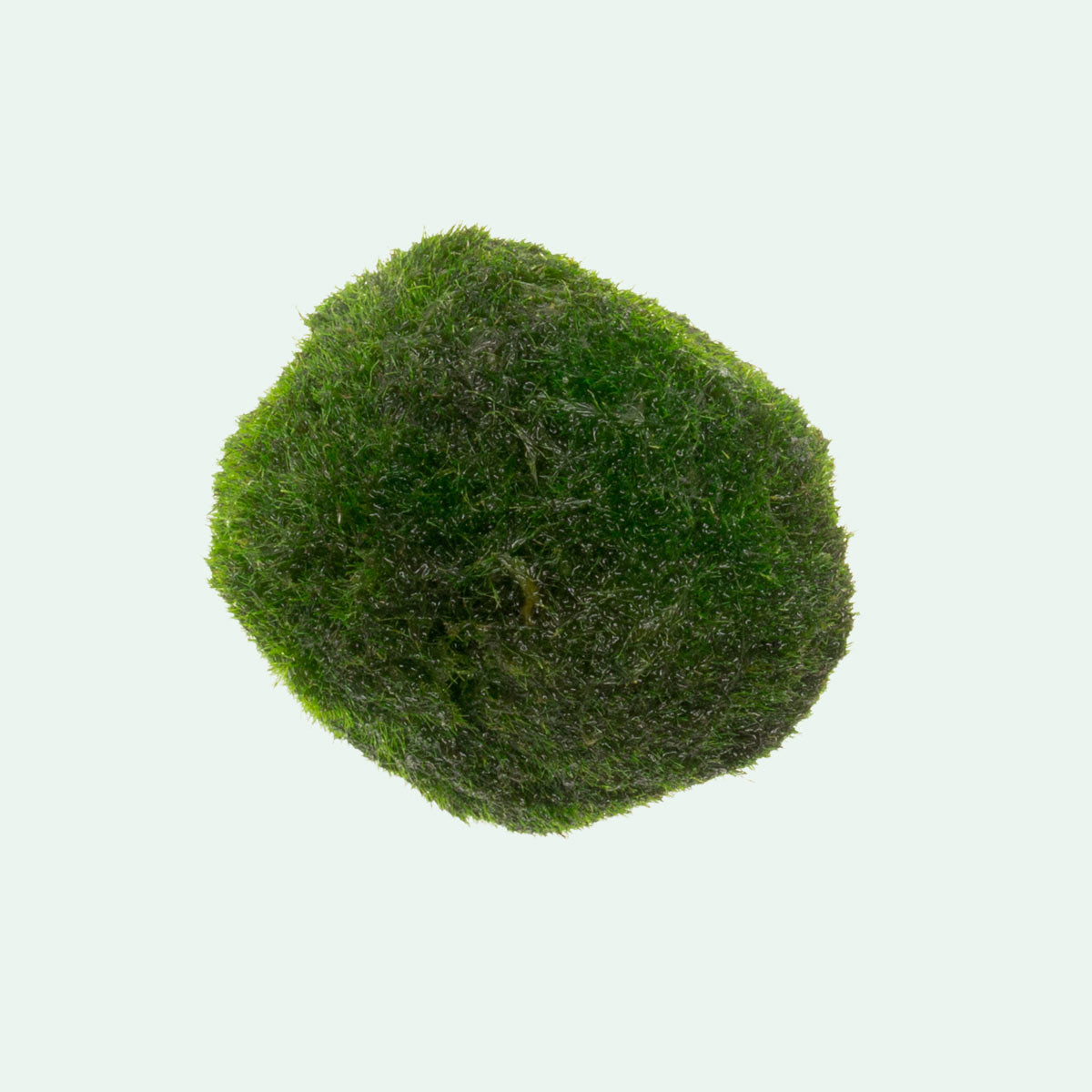 Marimo Moss Ball