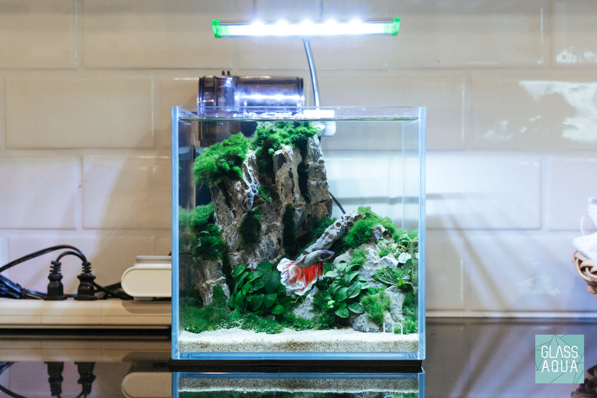 Marimo Moss Ball view 2