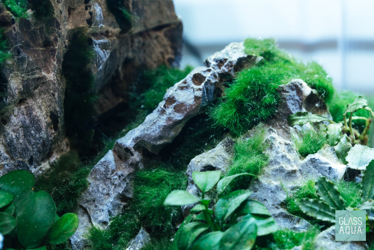 Marimo Moss Ball view 3