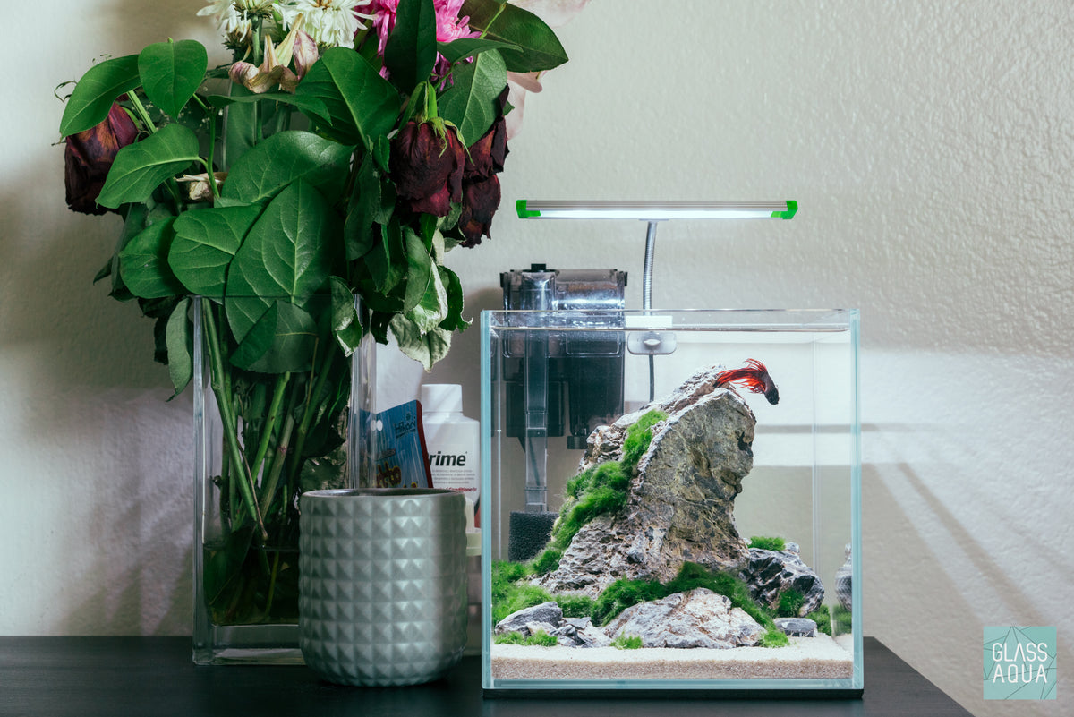 Marimo Moss Ball view 4