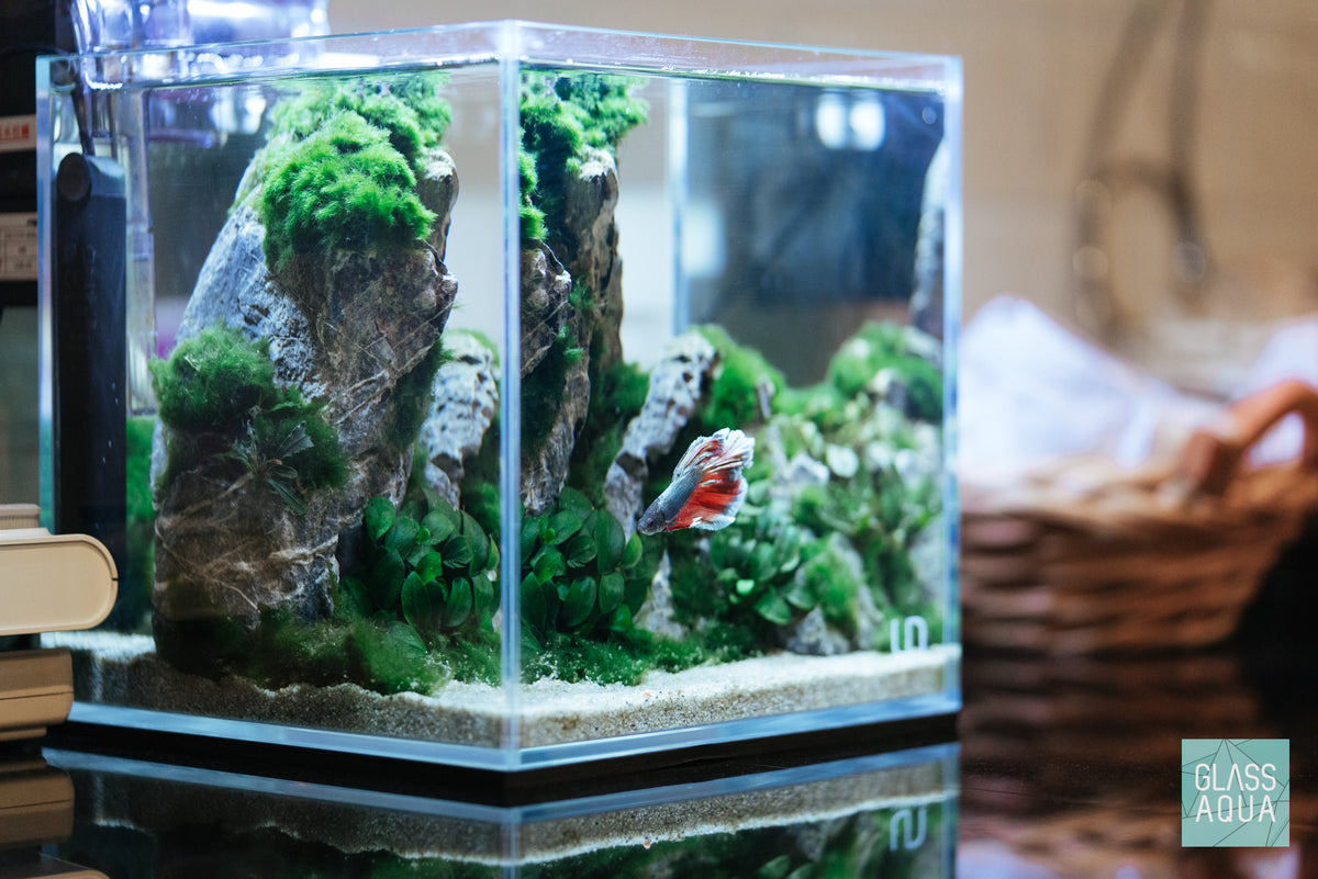 Marimo Moss Ball view 5