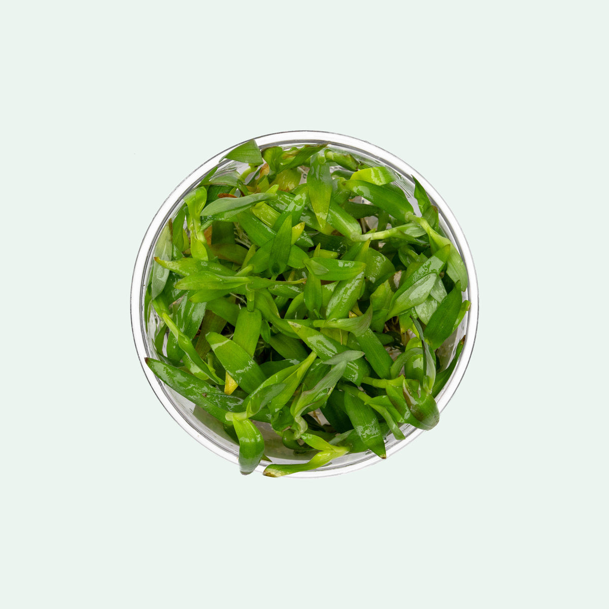 Murdannia Keisak