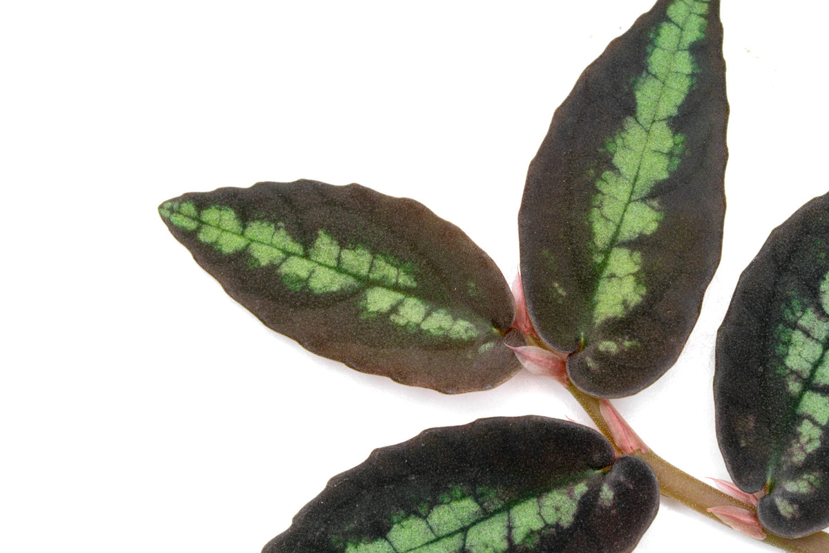 Pellionia Repens Daveauana view 3