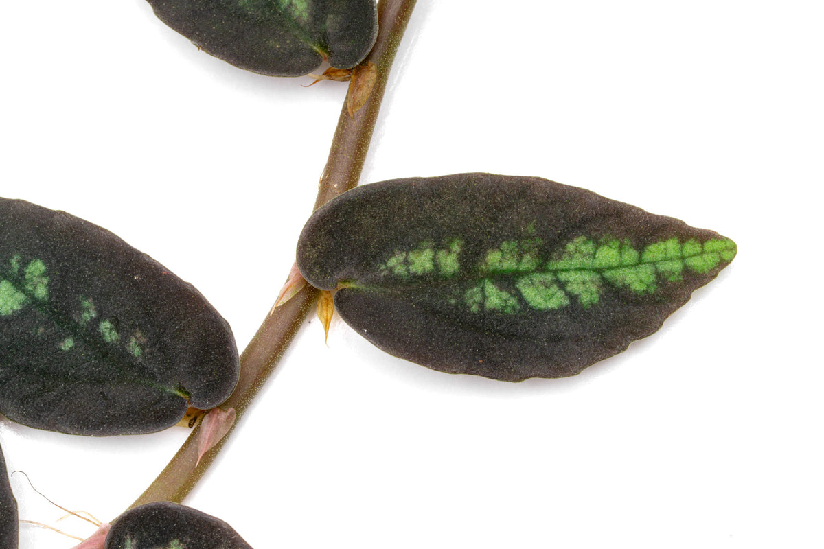 Pellionia Repens Daveauana view 4