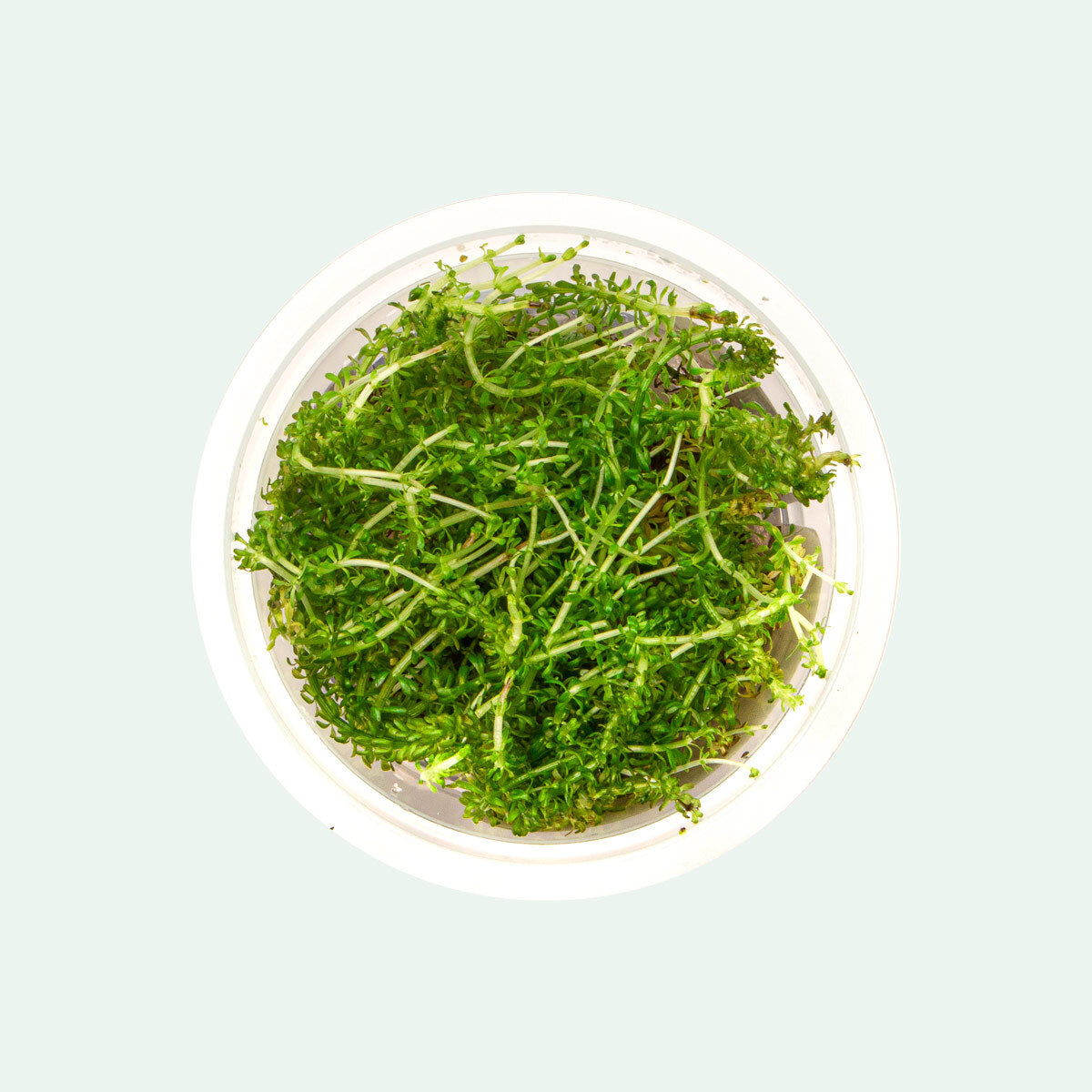 Rotala Bangladesh