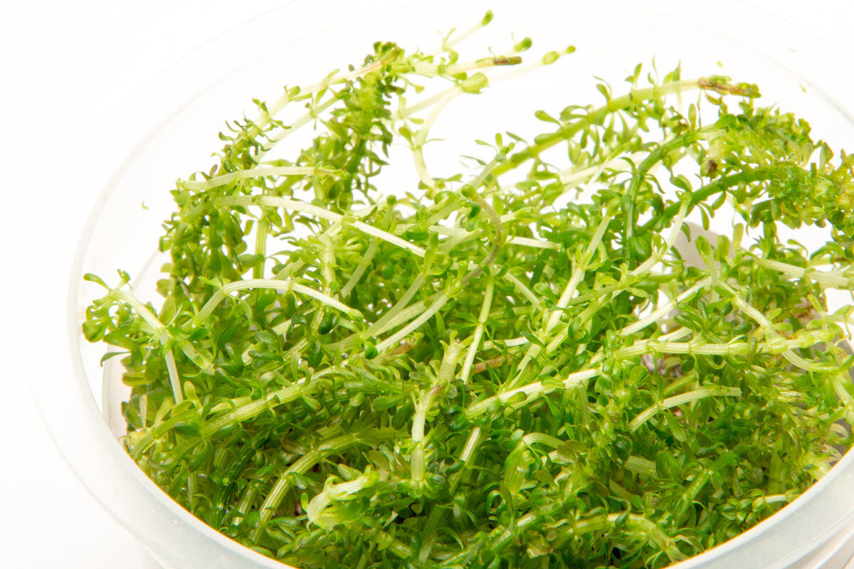 Rotala Bangladesh view 2