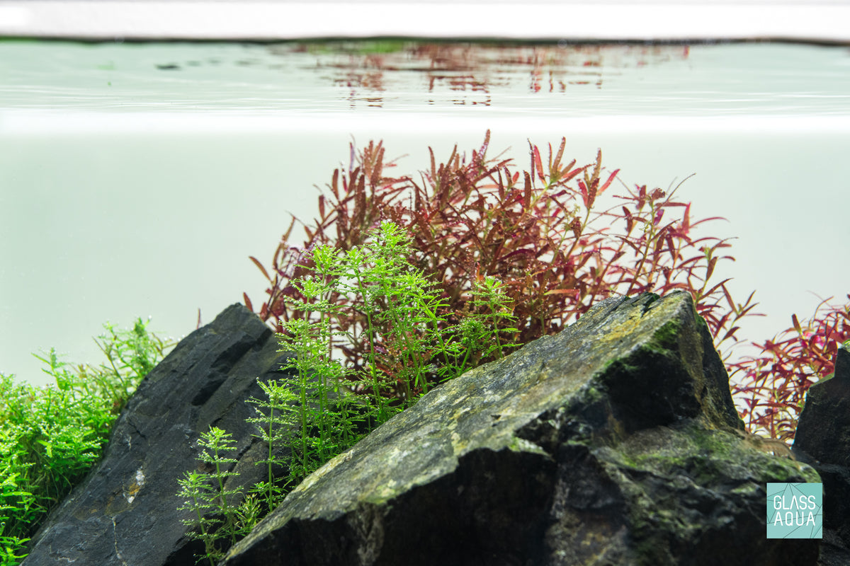 Rotala Bangladesh view 3