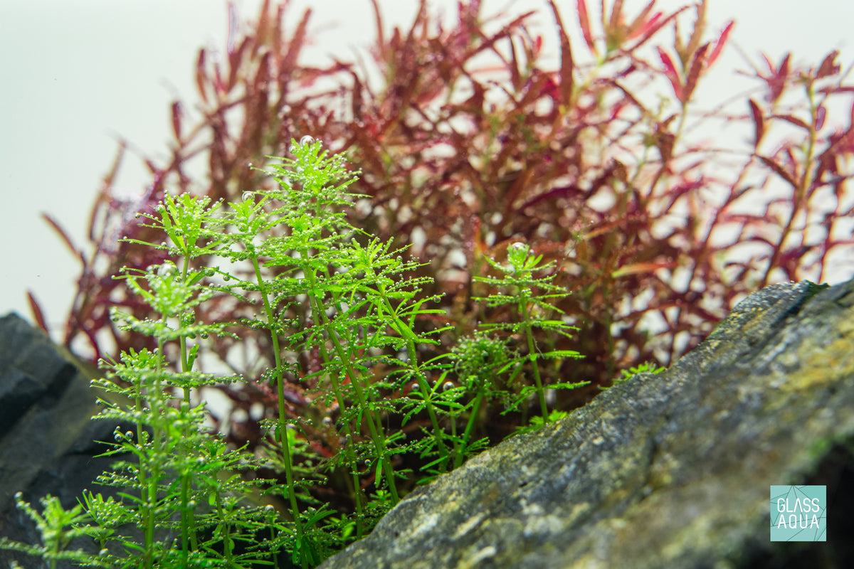 Rotala Bangladesh view 4