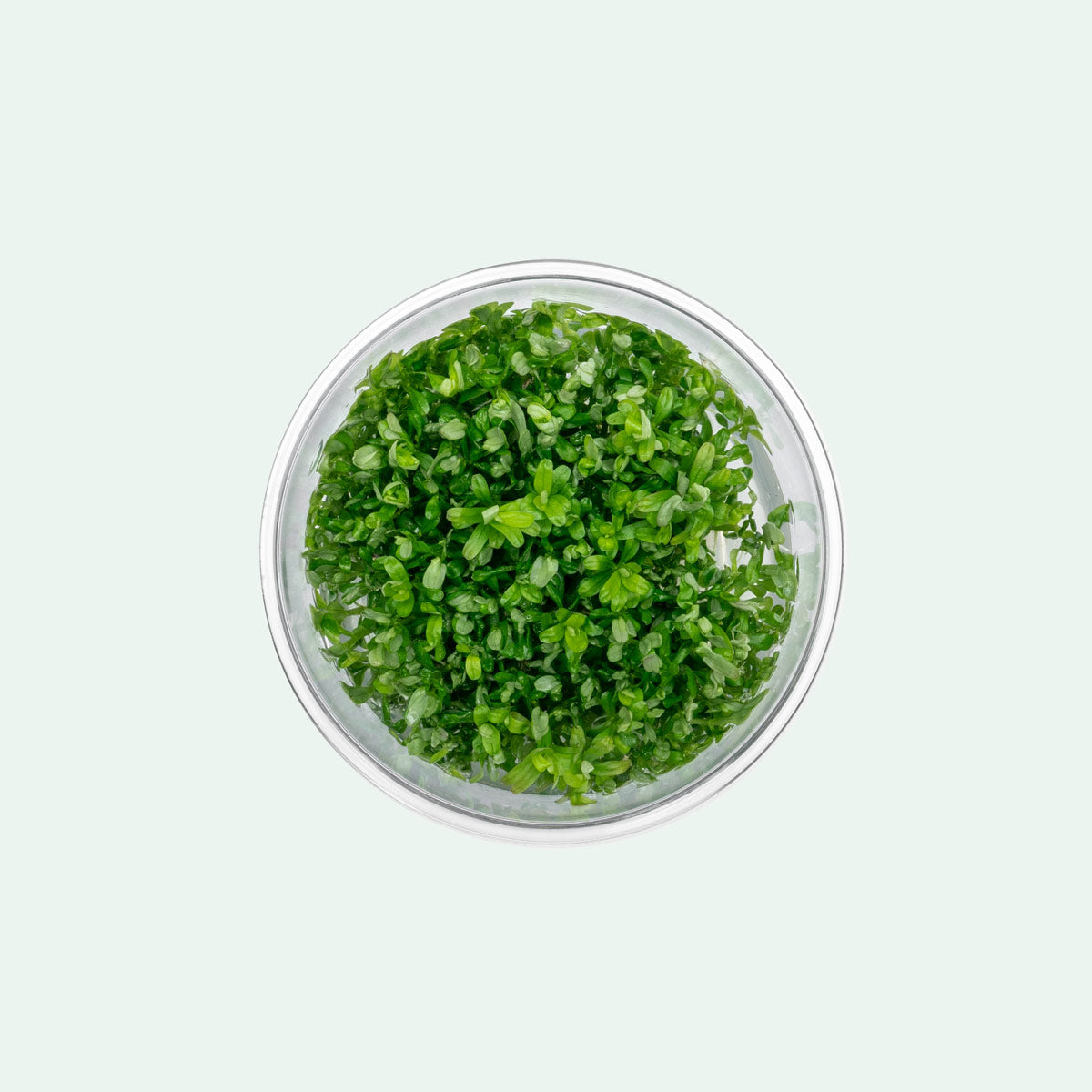 Rotala Rotundifolia Tissue Culture