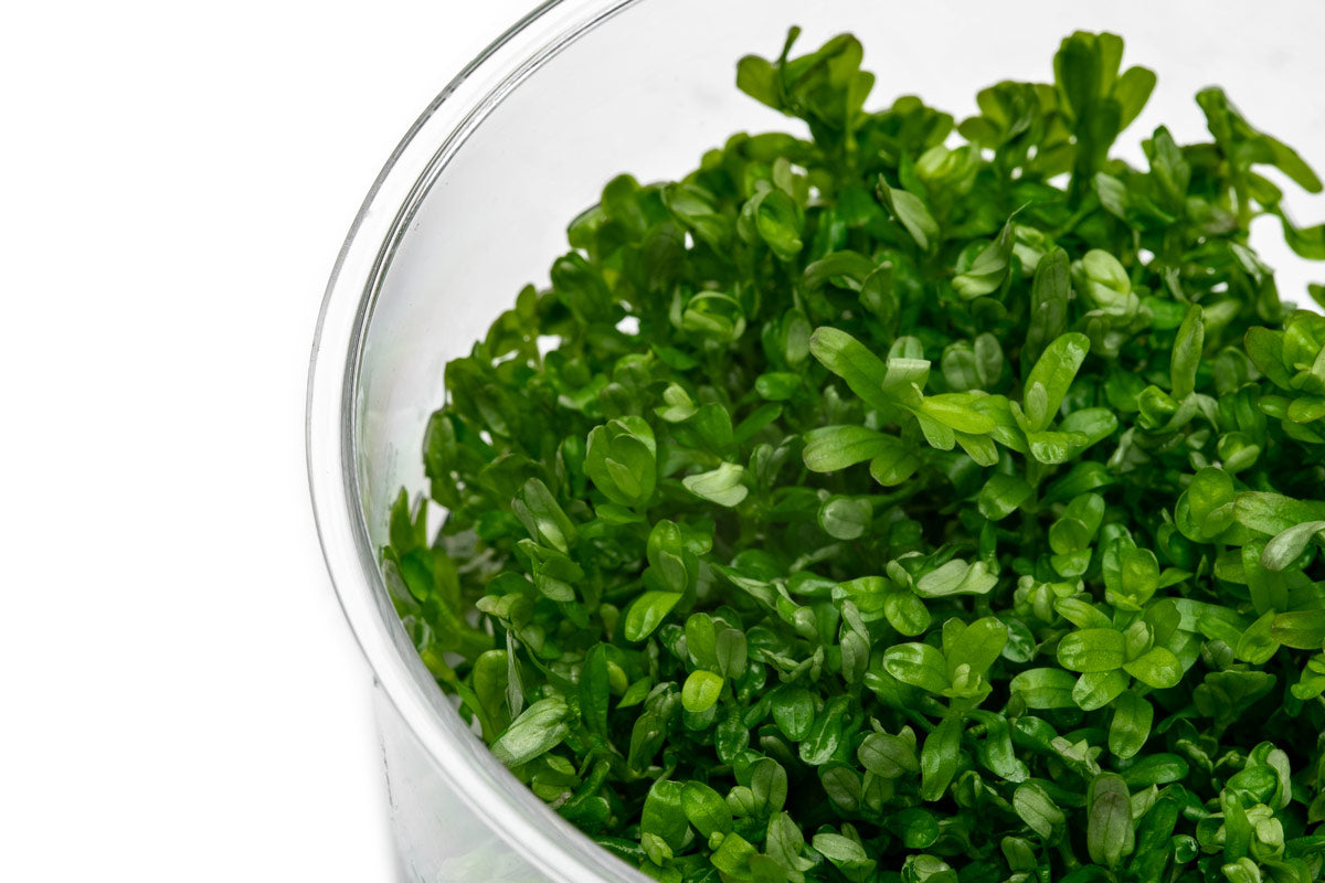 Rotala Rotundifolia Tissue Culture view 2