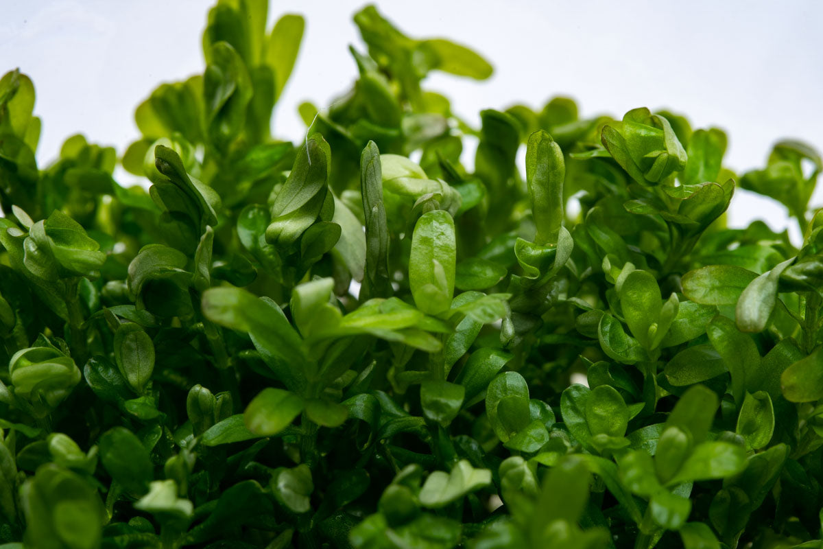 Rotala Rotundifolia Tissue Culture view 3
