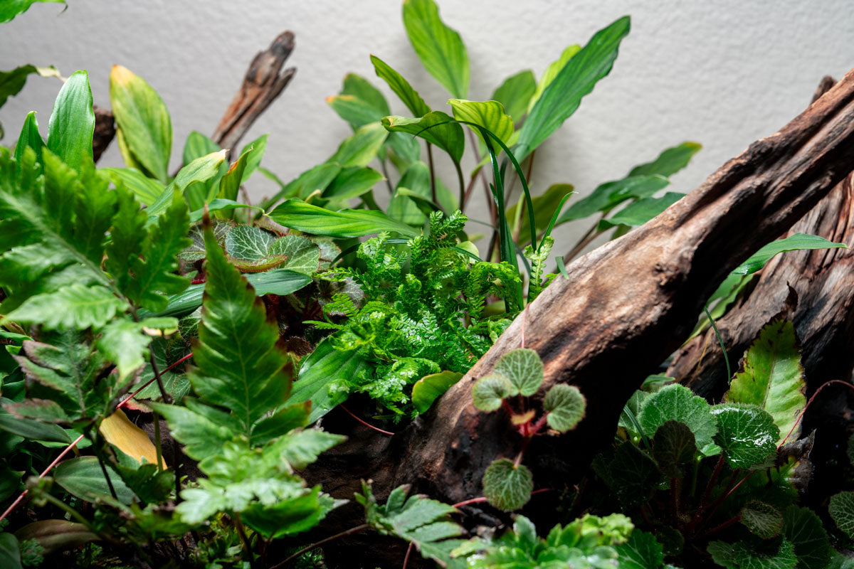 Selaginella Kraussiana Aurea view 2
