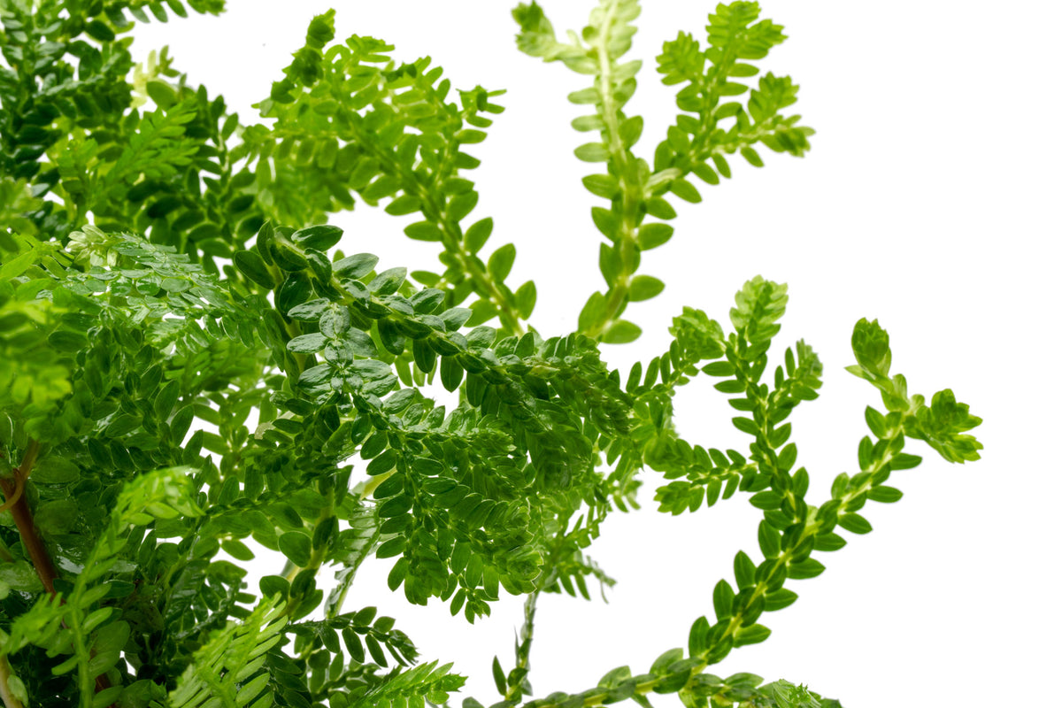 Selaginella Kraussiana Aurea view 3
