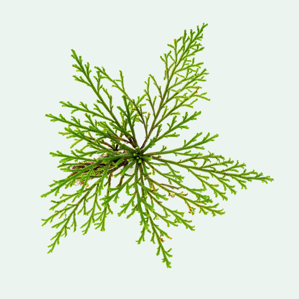 Selaginella Pulvinata