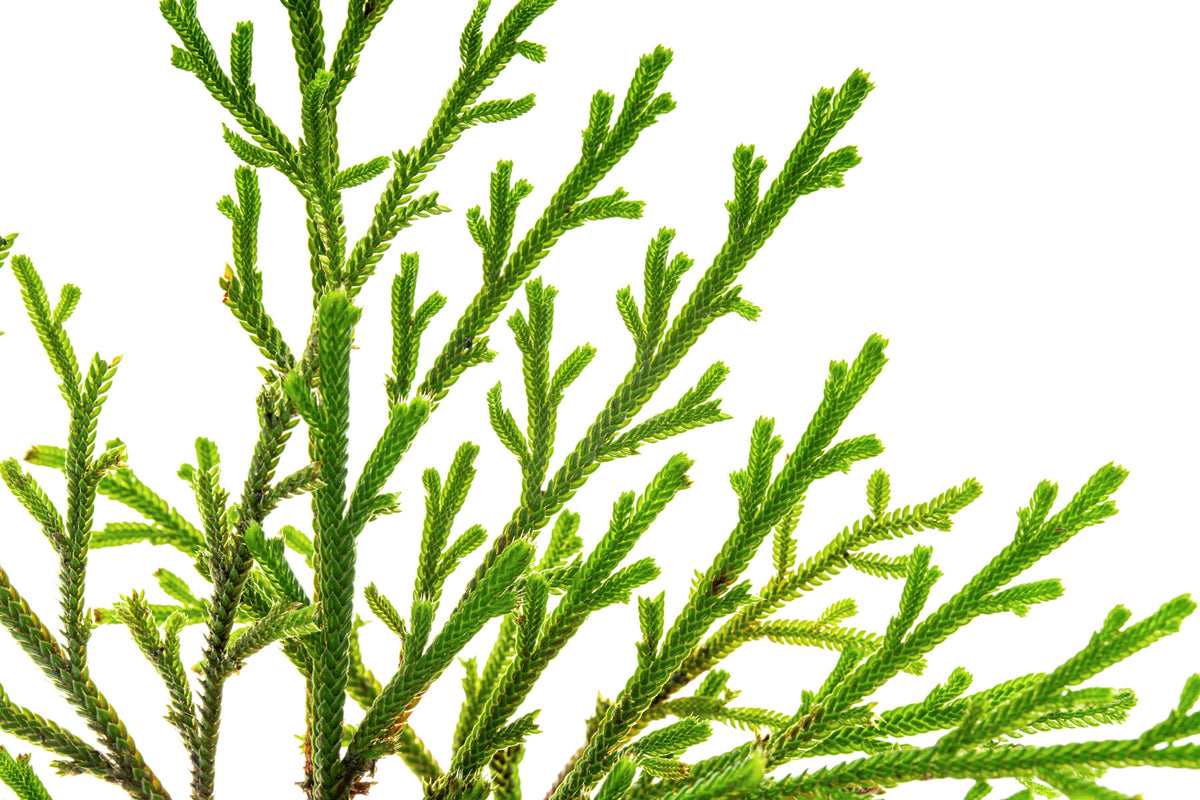 Selaginella Pulvinata view 2