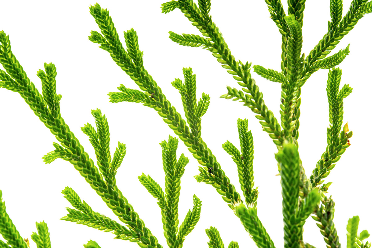 Selaginella Pulvinata view 3