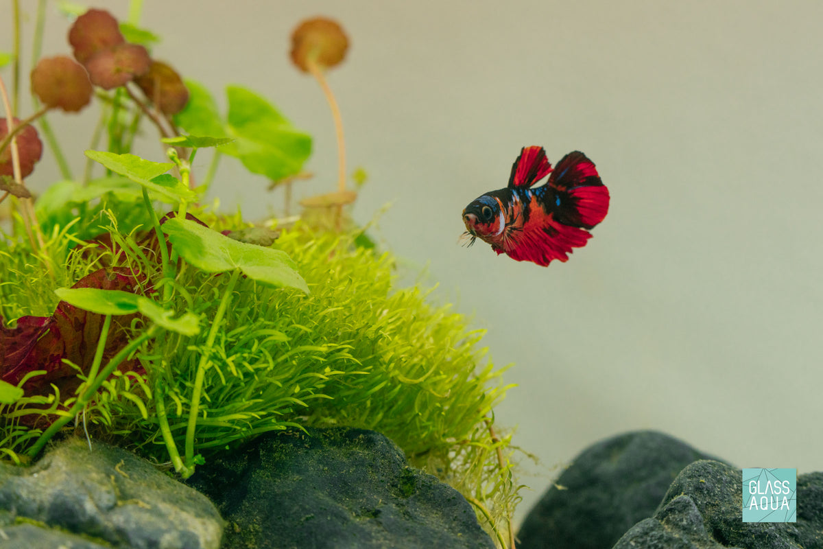 UNS Nano Aquarium & Glass Lid Bundle view 5