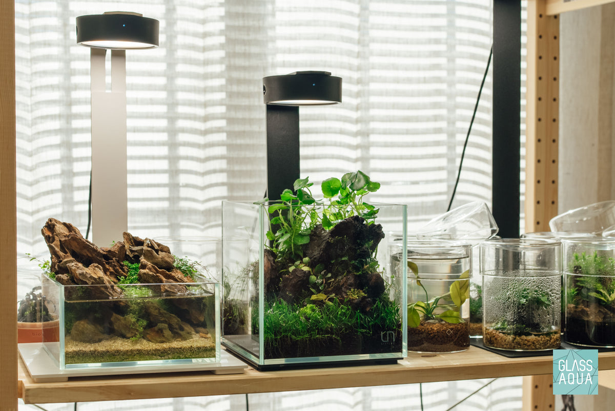 UNS Rimless Cube Glass Aquarium Tank view 4