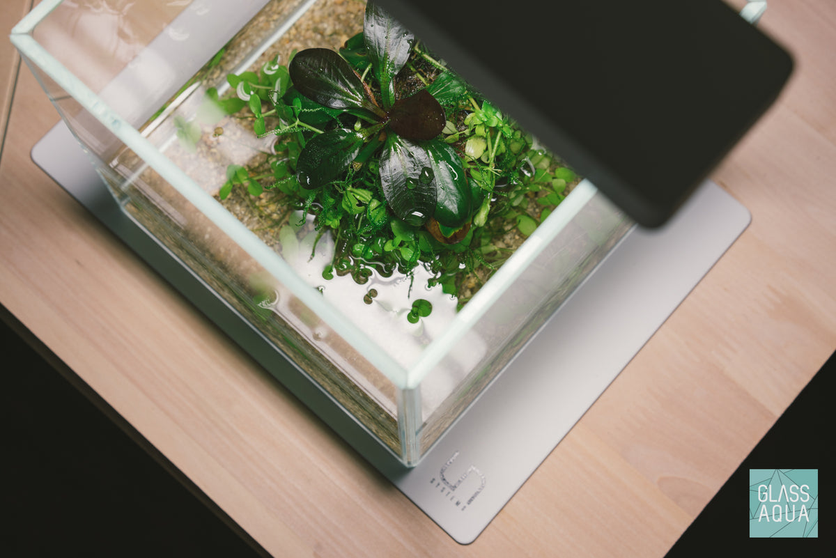 UNS Rimless Cube Glass Aquarium Tank view 5