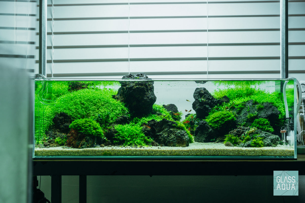 UNS Rimless Shallow Glass Aquarium Tank view 2