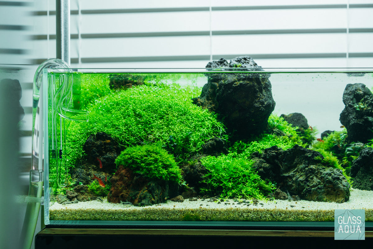 UNS Rimless Shallow Glass Aquarium Tank view 3