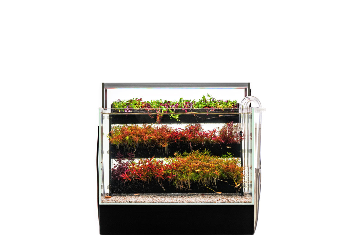 UNS Terrace - Aquatic Stem Plant Wall view 2