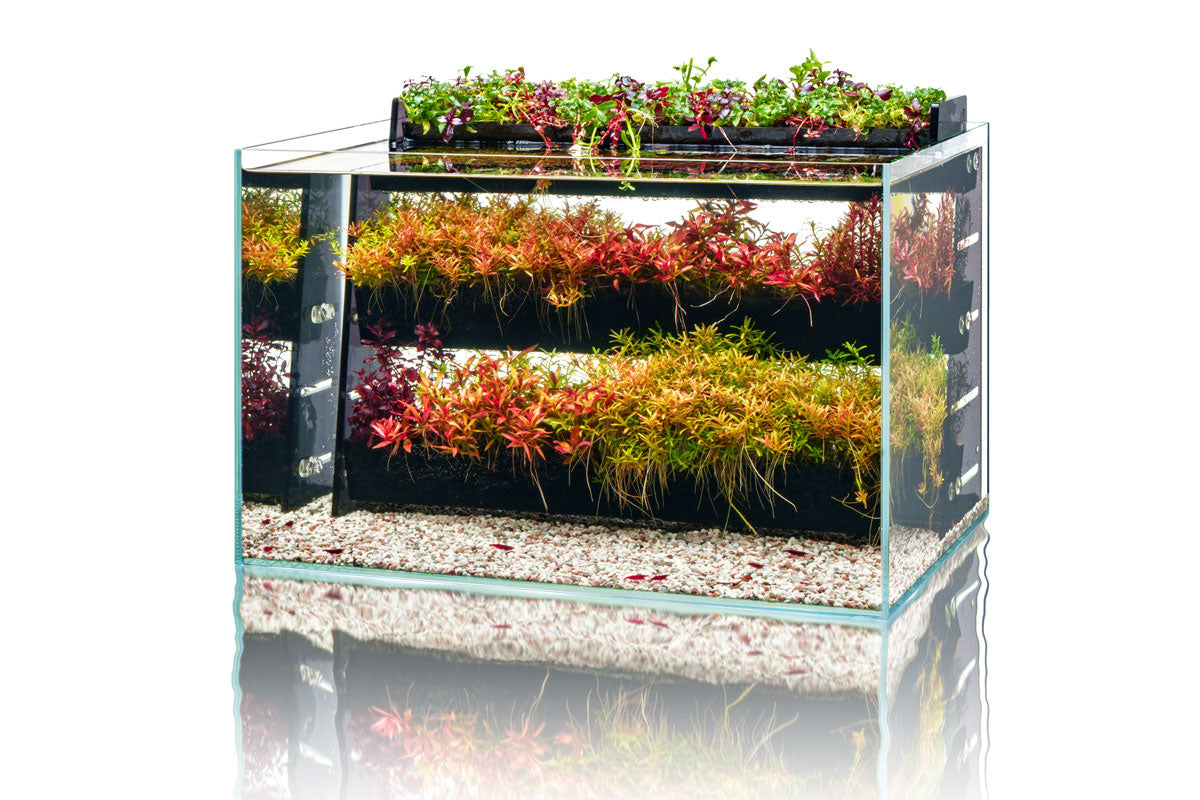UNS Terrace - Aquatic Stem Plant Wall view 4