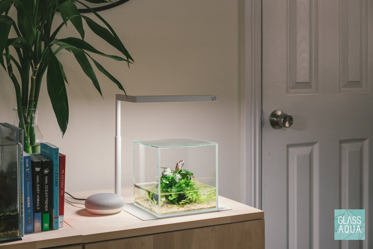 Wabi Kusa Starter Kit view 3