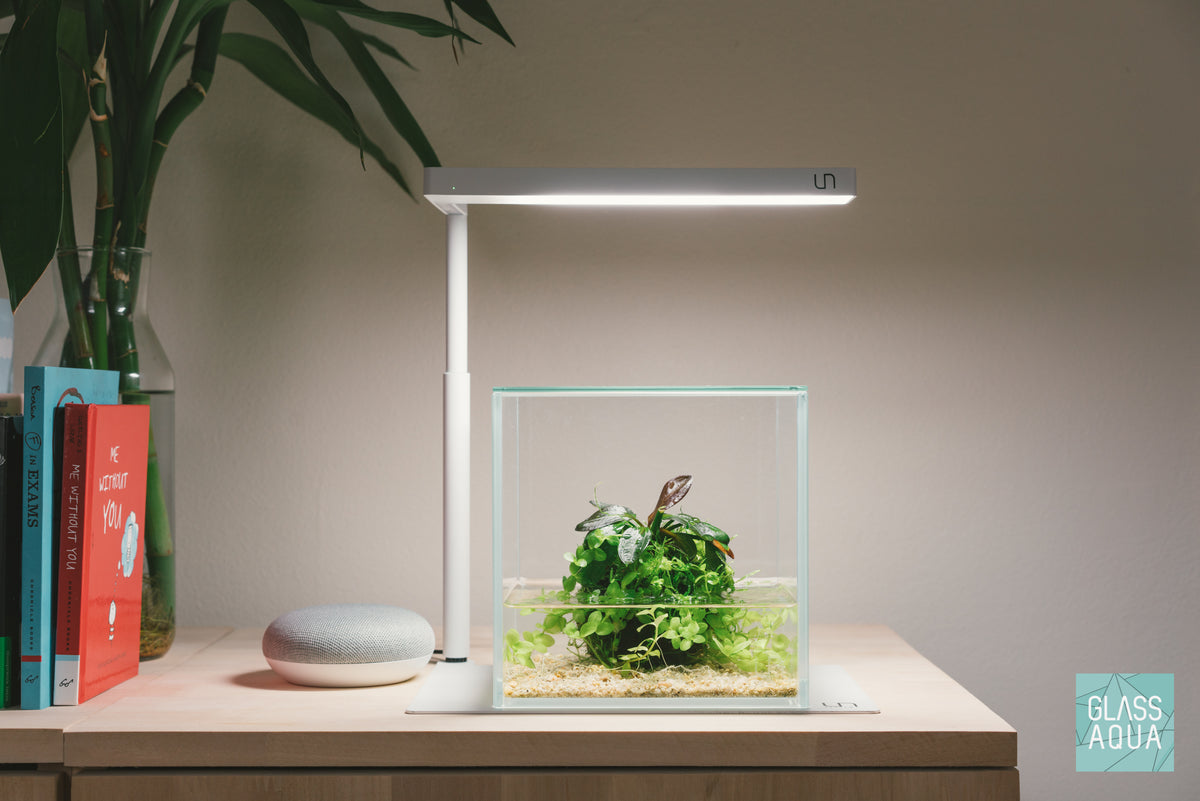 Wabi Kusa Starter Kit view 5